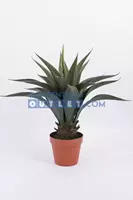 Noach Agave - 60 cm