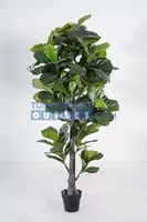 Noach Ficus lyrata h190cm groen