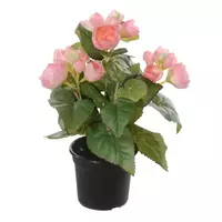 Louis Maes Begonia in pot