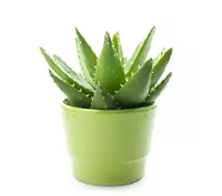 Pot 30cm groen test