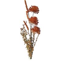 Buitengewoon de Boet Allium 60cm roodbruin
