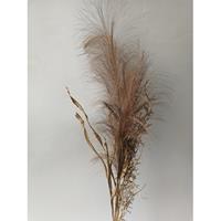 Buitengewoon de Boet Pampas gras bosje met blad 75cm -bruin