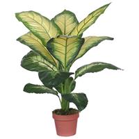 Buitengewoon de Boet Dieffenbachia dotied 105 cm