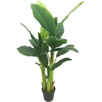 Buitengewoon de Boet Bananenboom 125 cm