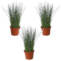 Louis maes Set van 3x stuks groene grasplant Pennisetum kunstplanten in bruine kunststof pot 29 cm -
