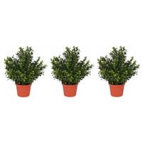 Bellatio Set van 4x stuks kunstplanten buxus plant in pot 31 cm -