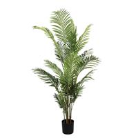 Ptmd Collection Tree Green palm tree in black plastic pot L