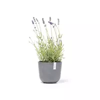 DCM Ecopots Bloempot Oslo mini Ø19cm - Grijs