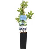 Lonicera Caerulea Kamtschatica