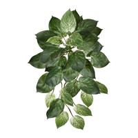 Philodendron Birkin hanger 65cm