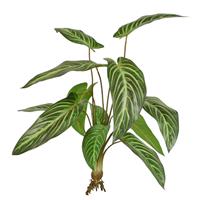 Caladium Lindenii kunstplant 50cm