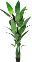 Watercanna, in een kunststof pot met aarde, hoogte ca. 2100 mm