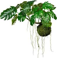 Splitphilodendron op een bal van mos, Ø 280 mm, h x b = 800 x 1200 mm, met ophangdraad