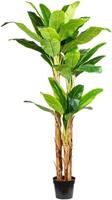 Bananenplant, in een kunststof pot met aarde, hoogte ca. 2400 mm