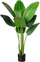 Strelitzia nicolai, in een kunststof pot met aarde, hoogte ca. 1200 mm