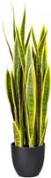 Sanseveria groen-geel, hoogte ca. 900 mm, in een kunststof pot met aarde
