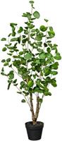 Gefineerde Aralia, hoogte ca. 1100 mm, in een kunststof pot met aarde