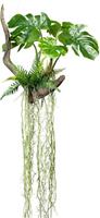 Splitphilodendron met wortel, 500 x 500 mm, hoogte 1600 mm, met varen en luchtwortels