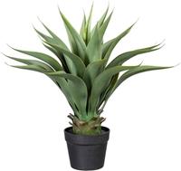 Agave, hoogte ca. 570 mm, in een kunststof pot