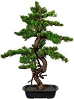 Bonsai mirte, hoogte ca. 850 mm, in een kunststof schaal