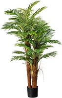 Arecapalm met kokosstok, hoogte ca. 1600 mm, in een kunststof pot met aarde