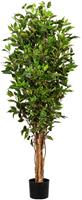 Ficus benjamina, natuurlijke stam, UV-bestendig, hoogte ca. 1500 mm