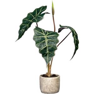Creativ green Kunst-potplanten Alocasia in de cementpot (1 stuk)