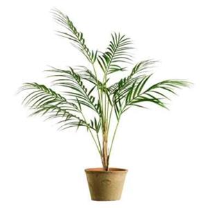 Leen Bakker Plant Chamaedorea - groen - 85 cm