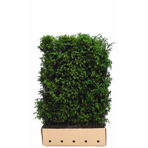 Quickhedge Taxus Baccata 80 Cm