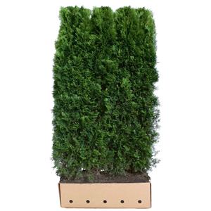 Quickhedge Thuja Occidentalis Smaragd 200 Cm