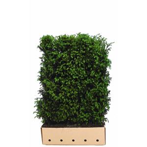 Quickhedge Taxus Baccata 120 Cm