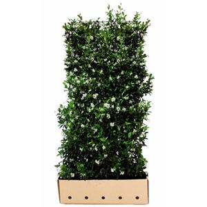 Quickhedge Trachelospermum Jasminoides 180 Cm