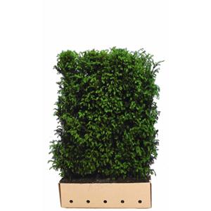 Quickhedge Taxus Baccata 180 Cm