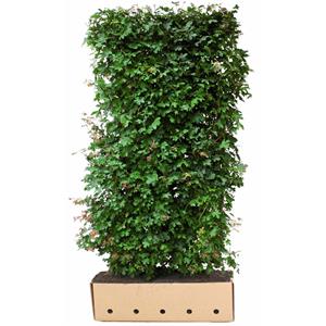 Quickhedge Acer Campestre 200 Cm