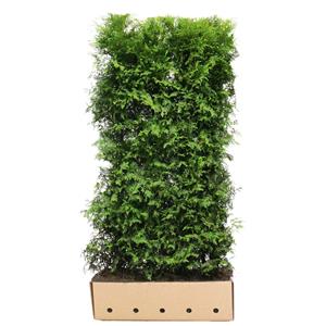 Quickhedge Thuja Occidentalis Brabant 200cm