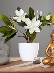 KLiNGEL Magnolia Wit