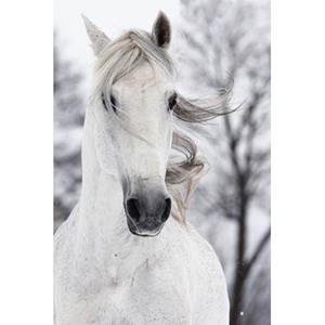 Fine Asianliving Wit Paard In De Wind Digitale Print 80x120cm