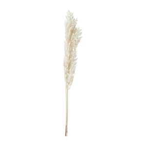 Xenos Droogbloem ruscus - naturel - 65 cm