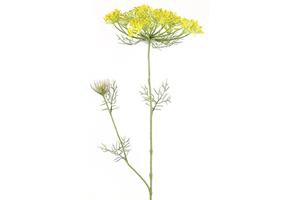 Countryfield Heracleum sphondylium geel