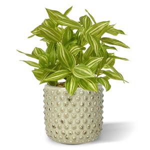 Tradescantia kunstplant 18cm - bont