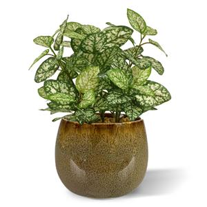 Hypoestes kunstplant 18cm - bont
