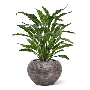 Calathea Leopardina kunstplant 60cm