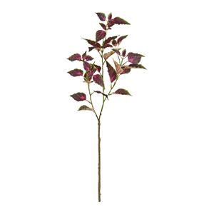 Coleus Tak 80cm Paars/rose