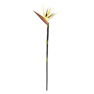 Strelitzia tak Deluxe 90cm Creme