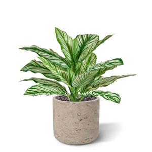 Calathea Whitestar RT kunstplant 35cm