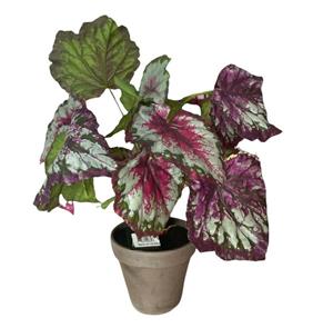 Mica begonia rood