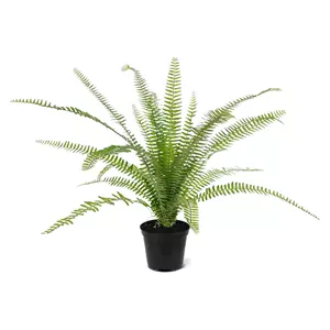 Plantje Asplenium Varen 75 cm - Kunstplant