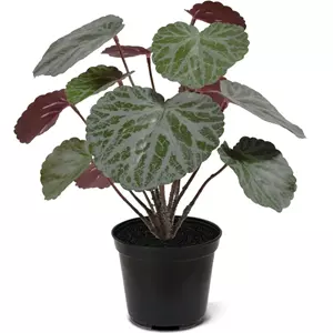 Plantje Saxifraga Steenbreek 25 cm - Kunstplant