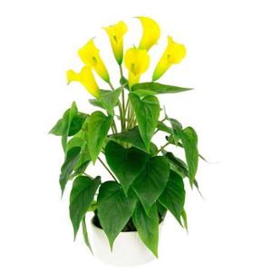 I.GE.A. Kunstbloem Calla