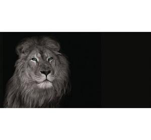 Bönninghoff Artprint op linnen Leeuw (1 stuk)